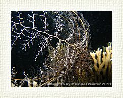 Basket Star